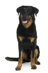 Beauceron sitting and panting in front of a white background