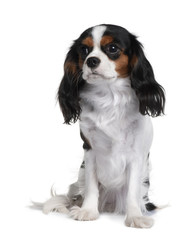 Cavalier King Charles, sitting in front of white background