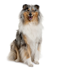 Front view of Rough Collie, sitting in front of white background - obrazy, fototapety, plakaty