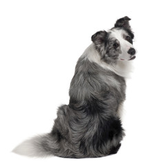Rear view of Border Collie, sitting in front of white background
