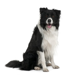 Border Collie, 3 years old, sitting in front of white background