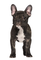 French Bulldog puppy, standing in front of white background