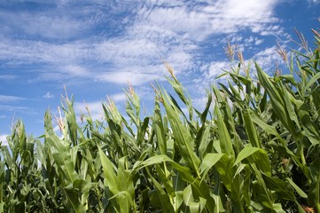 Corn field