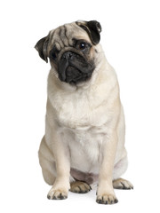 Fototapeta premium Young Pug puppy, sitting in front of white background