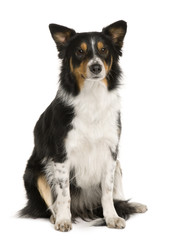 Border Collie, 1 year old, sitting in front of white background
