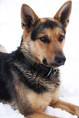 Dog on a white background