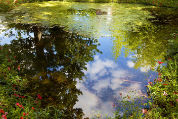 Trees and sky reflected in a pond surrounded by flowers