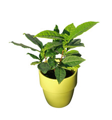 plant de thé en pot