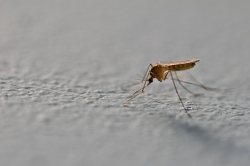 mosquito