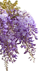 glycine mauve