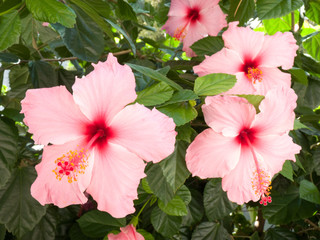 Obraz premium Pink hibiscus flowers