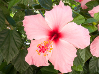 Pink hibiscus flower © Yio