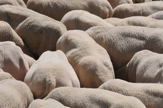 Moutons
