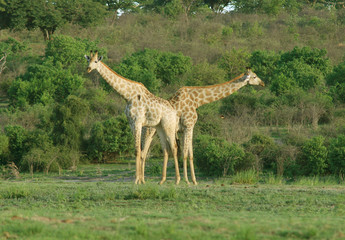 Couple de girafes