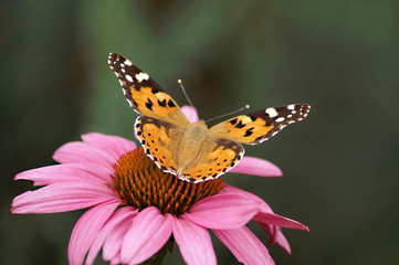 Diestelfalter auf Echinacea
