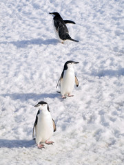 Chinstrap Penguins