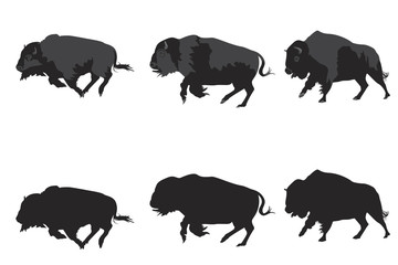 American bison galloping - obrazy, fototapety, plakaty