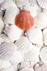 The red crest on white background