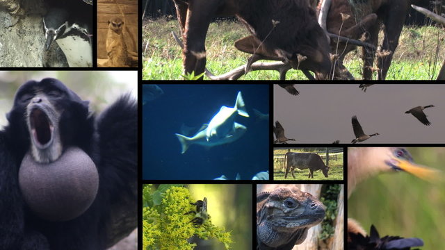 Animal Montage 3