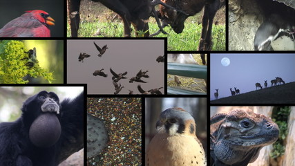 Animal Montage 2