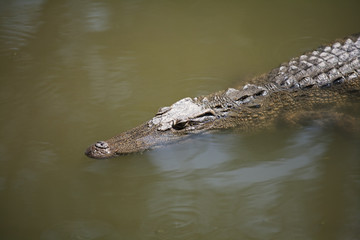 Siamese Crocodile