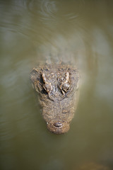 Siamese Crocodile