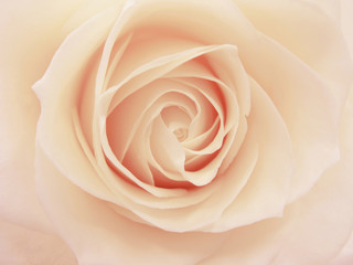 pink and white rose heart closeup