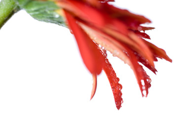Macro of red daisy-gerbera head with water drops