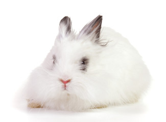 Obraz premium rabbit on a white background