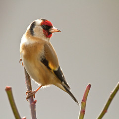 Chardonneret élégant -Goldfinch (carduelis carduelis)