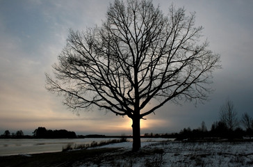 Winter tree at sunset