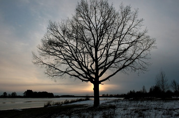 Fototapeta na wymiar Winter tree at sunset