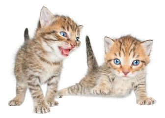 Fototapeta na wymiar kittens