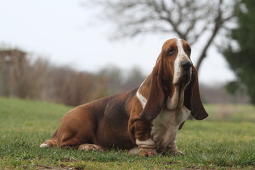 basset hound de profil assis sur l'herbe