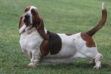 basset hound de profil à l'allure digne
