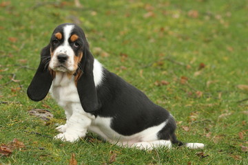 chiot basset hound assis de profil et à l'air triste © CALLALLOO CANDCY