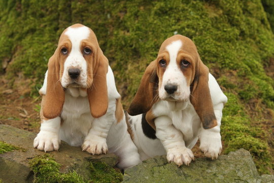 deux jeunes basset hound de face &agrave; l'air stupide