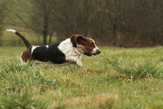 basset hound en pleine course dans la nature - libert&eacute;