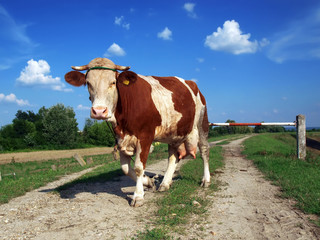 Fototapeta na wymiar cow on the road