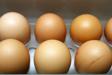 bac à oeufs