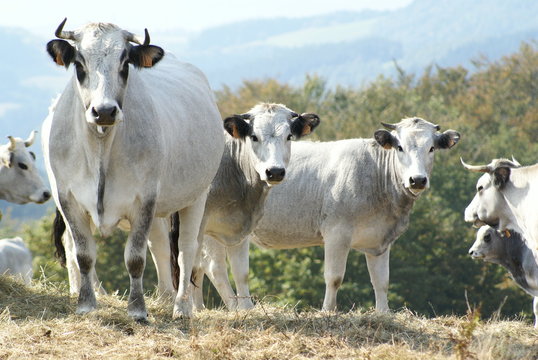 vaches gasconnes