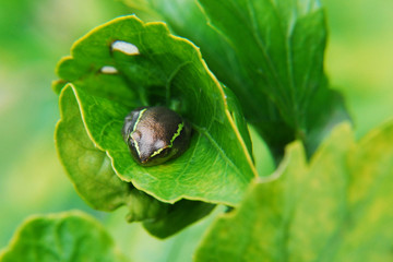gutes Versteck