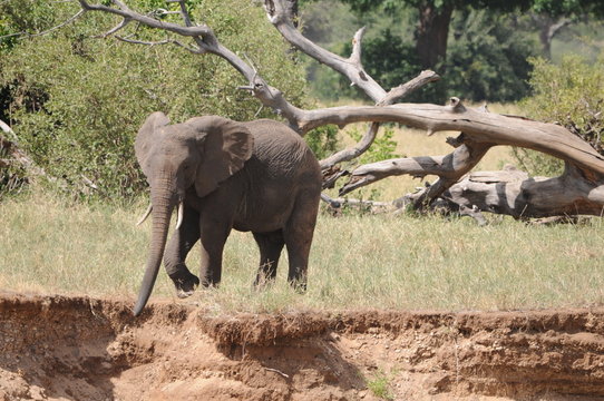 Elefant am Abgrund