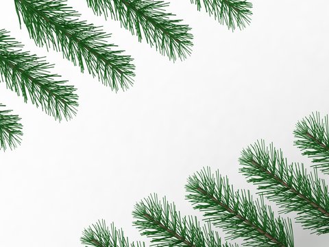 pine branches with empty space