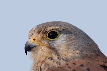 Common Kestrel