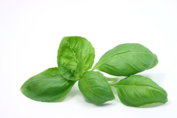 Basilikum