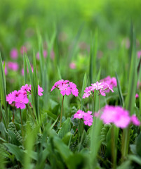 ニホンサクラソウの花