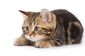 Fototapeta premium British kitten on white background