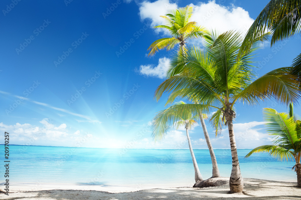 Wall mural Caribbean sea and coconut palms