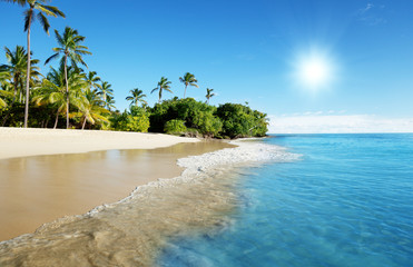 caribbean sea and palms
